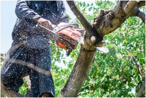 tree services Rome